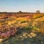 Midzomer op Boshoverheide