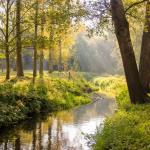 Bomen en hun verhaal