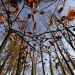 Herfstblaadjes-wandeling