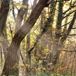 Bos voor iedereen-wandeling