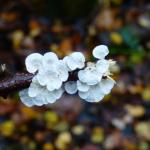 Cursus: Weetjes en verhalen over paddenstoelen (Lummen)