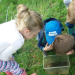 Waterdiertjes vangen aan de poel