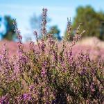 Snipwacht: themanamiddag heide