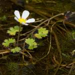 Wandeling in het Wik