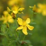 Bruikbare kruiden in de natuur