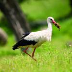 Ooievaarswandeling in Tösch-Langeren