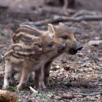 Beleef natuur - Wandeling met natuurgids - ZOOGDIEREN