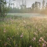Plantenwandeling door de Vallei - GEANNULEERD