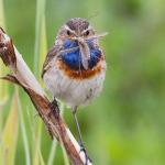 Vroege vogels wandeling