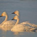 Winterwandeling in Koningssteen-Kollegreend