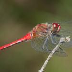 Wandeling in het Wik