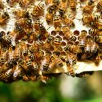 Jeugdactiviteit JNP: Bijzondere Bijen Belevenis