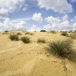 Nationaal Park in een notendop: Duinengordel