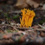 Paddenstoelen leren herkennen