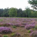 Heidewandeling naar de Venusberg