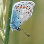 Natuurspeurdertjes: 'Wat fladdert daar?'