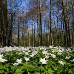 Cursus: Plantengemeenschappen en vegetatietypes (Beringen)