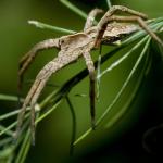 Wandeling in de Maten: Spinnenwebben in de mist