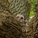 Natuurspeurdertjes: Uilenballen pluizen