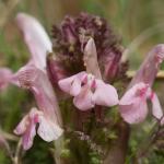 Wandeling in de Maten: Bijzondere Planten in Bloei