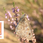 Gezinsactiviteit: biodiversiteit op de heide