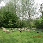 Natuur- en landschapswandeling - De Gerlabeekvallei te Hoeselt