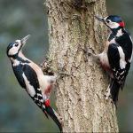 Cursus: Vogelzang in het bos (Bree)