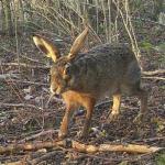 Cursus: Zoogdieren (Lummen)