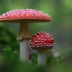 Natuurspeurdertjes: Over kabouters en paddenstoelen