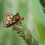 Wandeling in het Wik