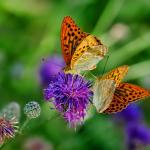 Beleef natuur - Wandeling met natuurgids - VLINDERS