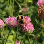 Week van het insect: Insectenhuisjes bouwen