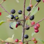 Wandeling in het Wik