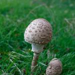 Herfstwandeling doorheen de Stiemerbeekvallei