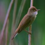 Dauwtrappen, natuurwandeling en ontbijt in De Rammelaars