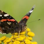 Natuurcoach: ontdek de zomer in jezelf