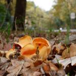 Wandeling in de Maten: De rijm op de herfstbladeren