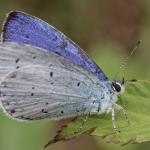 Wandeling in de Maten: Vlinderwandeling