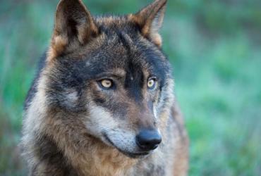 Bezoek Expo 'Wolven in Limburg' met Verkenner - Bib Kinrooi