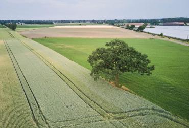 Erfgoedbomen in de kijker