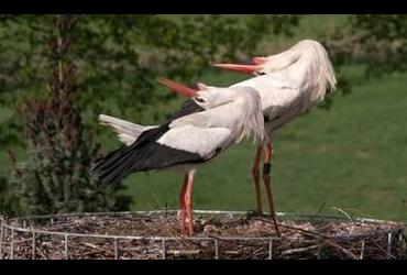 Film over het Kempen~Broek