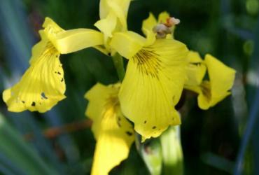 Basiscursus 'Wilde planten' IVN