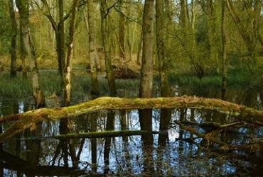 Grensmoeras Wijffelterbroek-Kettingdijk werkt straks als een klimaatbuffer!